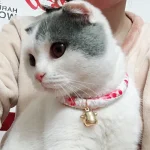 Collier cloche pour chat de Style japonais, accessoires mignons pour animaux de compagnie, pour chats, chiens, chiots, Sphynx, produits pour animaux de compagnie, chat Collier cloche pour chat de Style japonais, accessoires mignons pour animaux de compagnie, pour chats, chiens, chiots, Sphynx, produits pour animaux de compagnie, chat