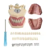 Frasprogressif AZ-3 32pcs Ensemble de Dents pour Modèle Dentaire Modèle Dentaire Fuchsia Dent Modèle Standard Dents Démonstration Frasprogressif AZ-3 32pcs Ensemble de Dents pour Modèle Dentaire Modèle Dentaire Fuchsia Dent Modèle Standard Dents Démonstration