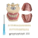 Frasprogressif AZ-3 32pcs Ensemble de Dents pour Modèle Dentaire Modèle Dentaire Fuchsia Dent Modèle Standard Dents Démonstration