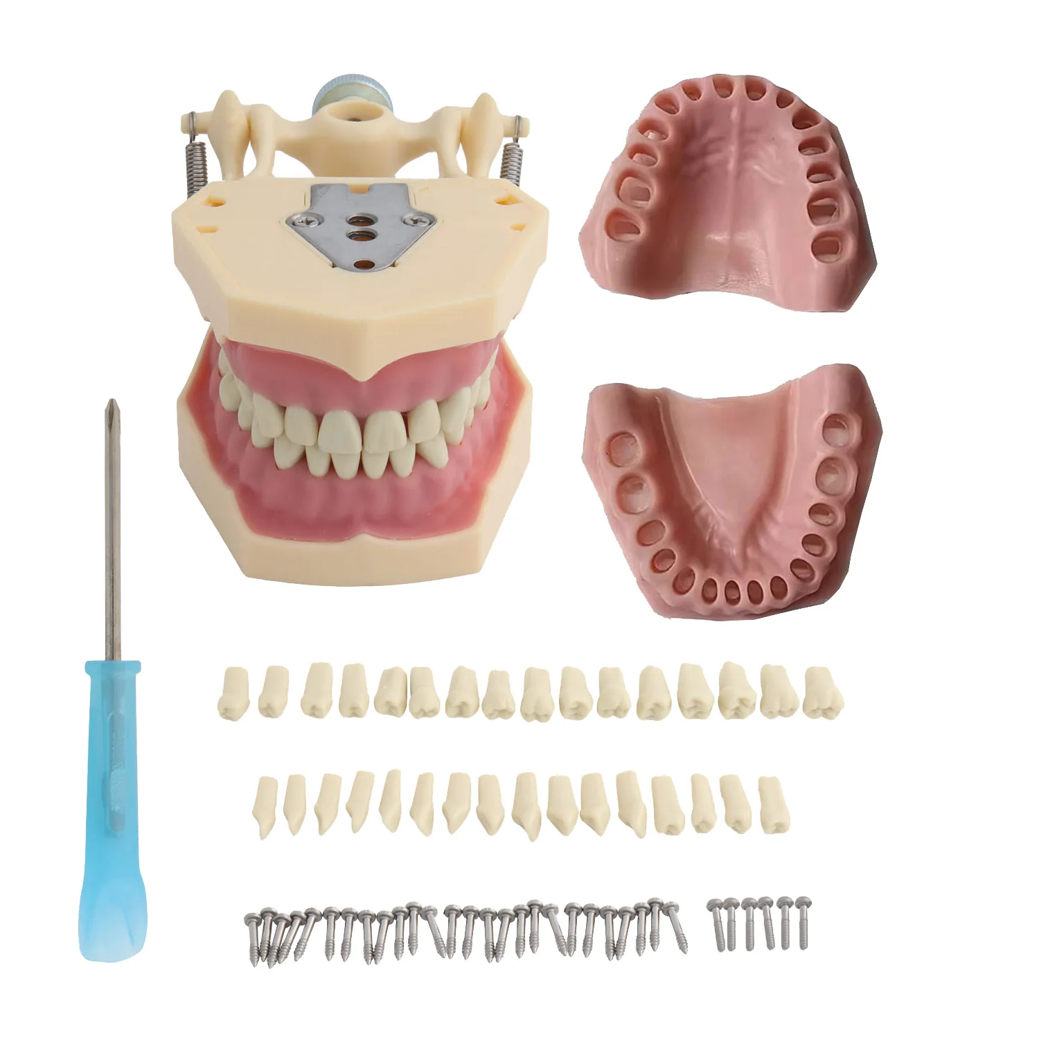 Frasprogressif AZ-3 32pcs Ensemble de Dents pour Modèle Dentaire Modèle Dentaire Fuchsia Dent Modèle Standard Dents Démonstration Frasprogressif AZ-3 32pcs Ensemble de Dents pour Modèle Dentaire Modèle Dentaire Fuchsia Dent Modèle Standard Dents Démonstration
