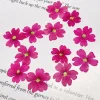1.5 2 cm/24 pièces, mini pétales de fleurs de sakura pressés naturels, invitations de mariage à faire soi même greffe signet carte cadeau, décoration artistique de pointe d'ongle
