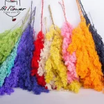 Penglai – fleurs séchées naturelles, pin éternel, pour décoration de maison nordique, Bouquet Floral Ming Fern, plantes ornementales