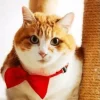 collier à nœud papillon pour animaux de compagnie élégant et réglable : rend votre chien ou un chat fabuleux!