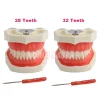 28/32 Typodont modèle de dents Standard technicien dentaire pratique formation mâchoire modèle dentaire modèle d’enseignement des dents avec gomme souple 28/32 Typodont modèle de dents Standard technicien dentaire pratique formation mâchoire modèle dentaire modèle d’enseignement des dents avec gomme souple