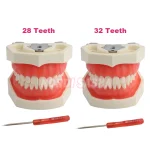 28/32 Typodont modèle de dents Standard technicien dentaire pratique formation mâchoire modèle dentaire modèle d&rsquo;enseignement des dents avec gomme souple