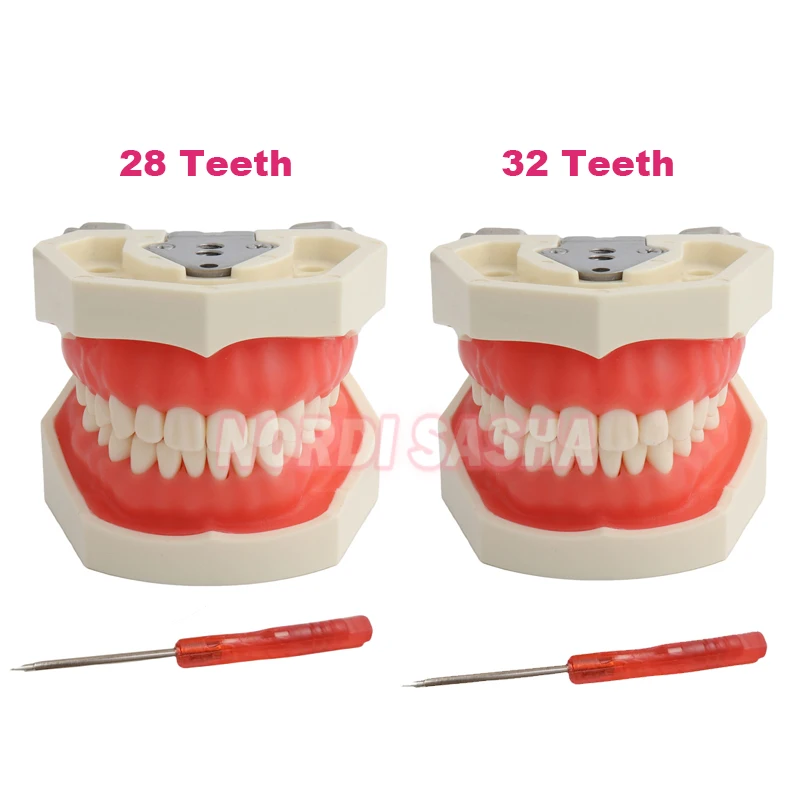 28/32 Typodont modèle de dents Standard technicien dentaire pratique formation mâchoire modèle dentaire modèle d’enseignement des dents avec gomme souple 28/32 Typodont modèle de dents Standard technicien dentaire pratique formation mâchoire modèle dentaire modèle d’enseignement des dents avec gomme souple