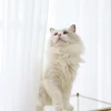 rideaux transparents pour fenêtres de chambre à coucher, rideau en tulle en fil blanc massif décontracté pour pépinière/salon, traitements de fenêtre de cuisine