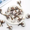 fleurs naturelles séchées en coton Él, kapok pour salle de mariage, fournitures de décoration de pâques, bouquet de couronne bricolage, boîte cadeau