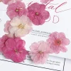 plantes de fleurs de sakura séchées pmurcia, herbier pour élection, bijoux en résine xy, maquillage pour le visage, bougie bricolage, 12 pièces, 3 4cm