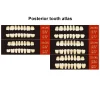 vvdental a1 a2 a3 dentaire résine synthétique dents prothèse dents supérieur antérieur inférieur dentier dents modèle d'éducation dentaire