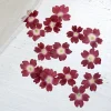 1.5 2 cm/24 pièces, mini pétales de fleurs de sakura pressés naturels, invitations de mariage à faire soi même greffe signet carte cadeau, décoration artistique de pointe d'ongle