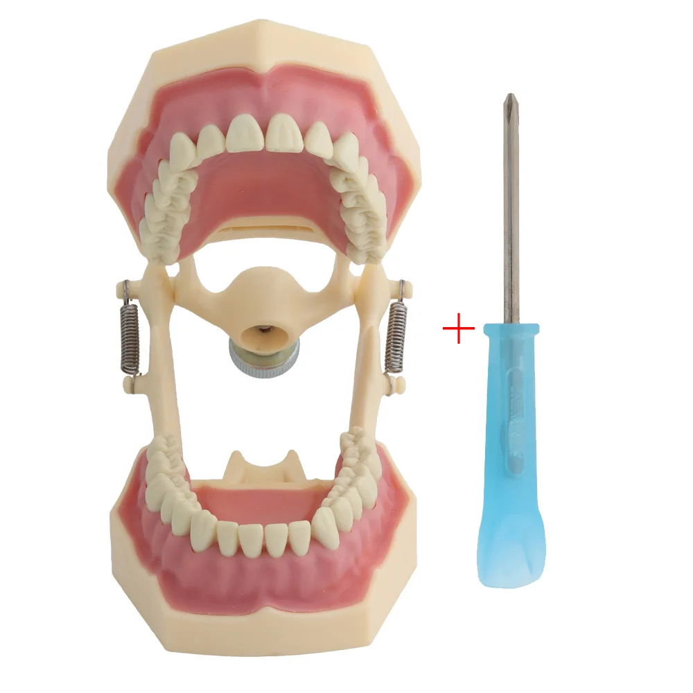 frasprogressif az 3 32pcs ensemble de dents pour modèle dentaire modèle dentaire fuchsia dent modèle standard dents démonstration frasprogressif az 3 32pcs ensemble de dents pour modèle dentaire modèle dentaire fuchsia dent modèle standard dents démonstration