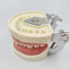28/32 typodont modèle de dents standard technicien dentaire pratique formation mâchoire modèle dentaire modèle d'enseignement des dents avec gomme souple
