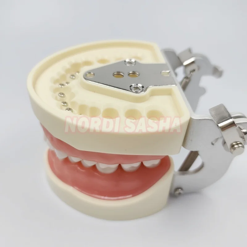 28/32 typodont modèle de dents standard technicien dentaire pratique formation mâchoire modèle dentaire modèle d'enseignement des dents avec gomme souple 28/32 typodont modèle de dents standard technicien dentaire pratique formation mâchoire modèle dentaire modèle d'enseignement des dents avec gomme souple