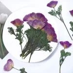 6 pièces, fleurs pressées éscholzie-jaune et violette véritable spécimen de fleur sèche fournitures artisanales de bricolage pour cadre Photo signet de plante 6 pièces, fleurs pressées éscholzie-jaune et violette véritable spécimen de fleur sèche fournitures artisanales de bricolage pour cadre Photo signet de plante