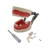 24/28/32 dents modèle d'enseignement dentaire dp mâchoire résine typodont gomme douce avec dent amovible pour dentiste pratique formation étude