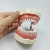 28/32 typodont modèle de dents standard technicien dentaire pratique formation mâchoire modèle dentaire modèle d'enseignement des dents avec gomme souple