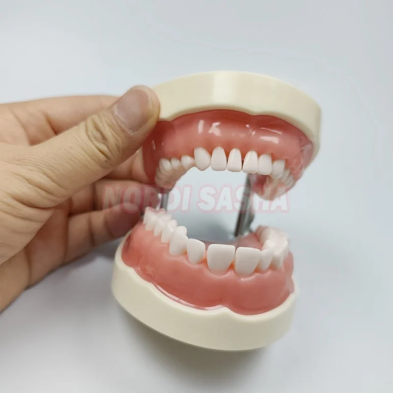 28/32 typodont modèle de dents standard technicien dentaire pratique formation mâchoire modèle dentaire modèle d'enseignement des dents avec gomme souple 28/32 typodont modèle de dents standard technicien dentaire pratique formation mâchoire modèle dentaire modèle d'enseignement des dents avec gomme souple