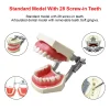 24/28/32 dents modèle d'enseignement dentaire dp mâchoire résine typodont gomme douce avec dent amovible pour dentiste pratique formation étude
