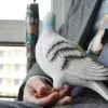 pigeon pochette pochette créative amusante décontractée polyvalente