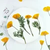 6 pièces, fleurs pressées éscholzie jaune et violette véritable spécimen de fleur sèche fournitures artisanales de bricolage pour cadre photo signet de plante