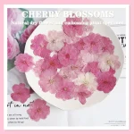 Plantes de fleurs de Sakura séchées PMurcia, herbier pour élection, bijoux en résine xy, maquillage pour le visage, bougie bricolage, 12 pièces, 3-4cm