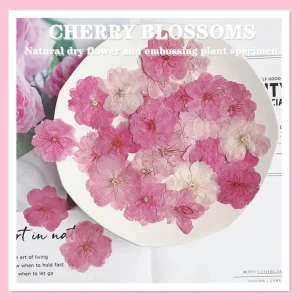 Plantes de fleurs de Sakura séchées PMurcia, herbier pour élection, bijoux en résine xy, maquillage pour le visage, bougie bricolage, 12 pièces, 3-4cm
