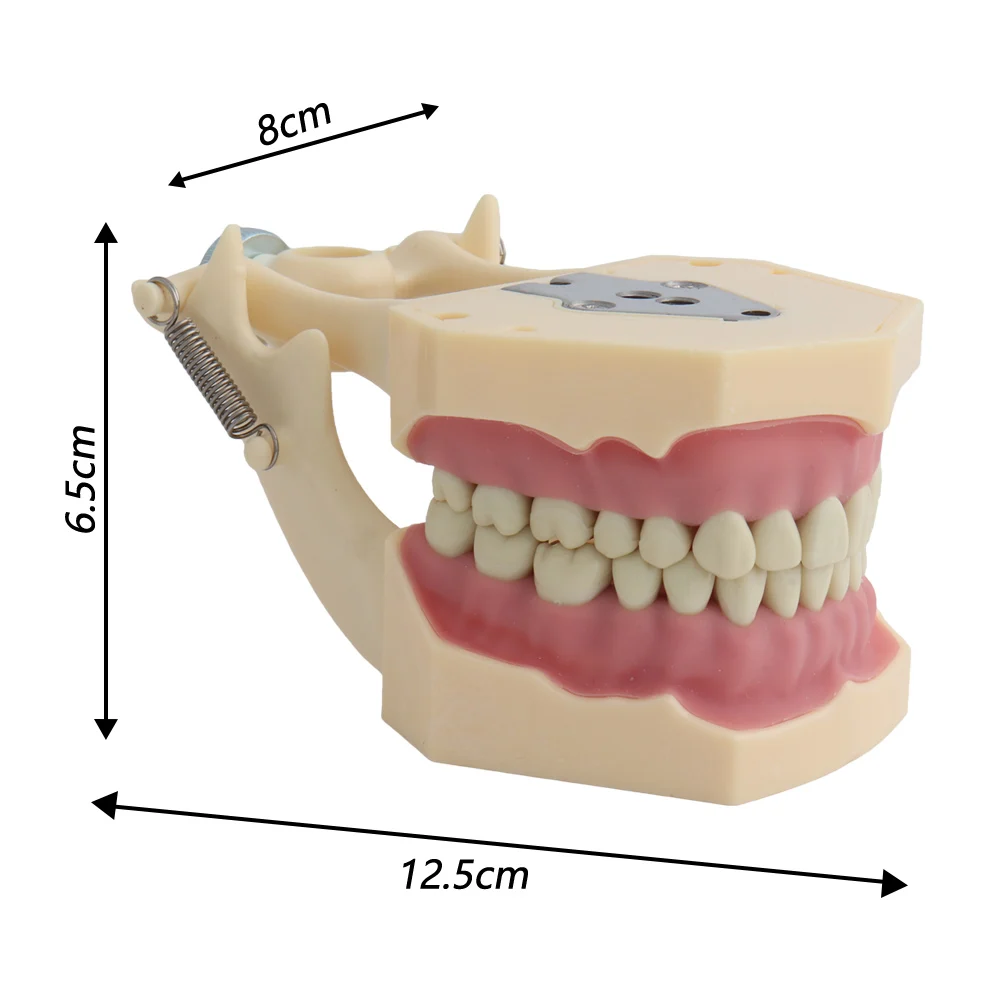 frasprogressif az 3 32pcs ensemble de dents pour modèle dentaire modèle dentaire fuchsia dent modèle standard dents démonstration frasprogressif az 3 32pcs ensemble de dents pour modèle dentaire modèle dentaire fuchsia dent modèle standard dents démonstration
