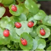 mini accessoires pour cheveux faits à la main, 100 pièces, épingle à cheveux, dessin animé coccinelle, autocollants créatifs, décor décoratif pour réfrigérateur