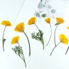6 pièces, fleurs pressées éscholzie jaune et violette véritable spécimen de fleur sèche fournitures artisanales de bricolage pour cadre photo signet de plante