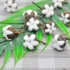 fleurs naturelles séchées en coton Él, kapok pour salle de mariage, fournitures de décoration de pâques, bouquet de couronne bricolage, boîte cadeau