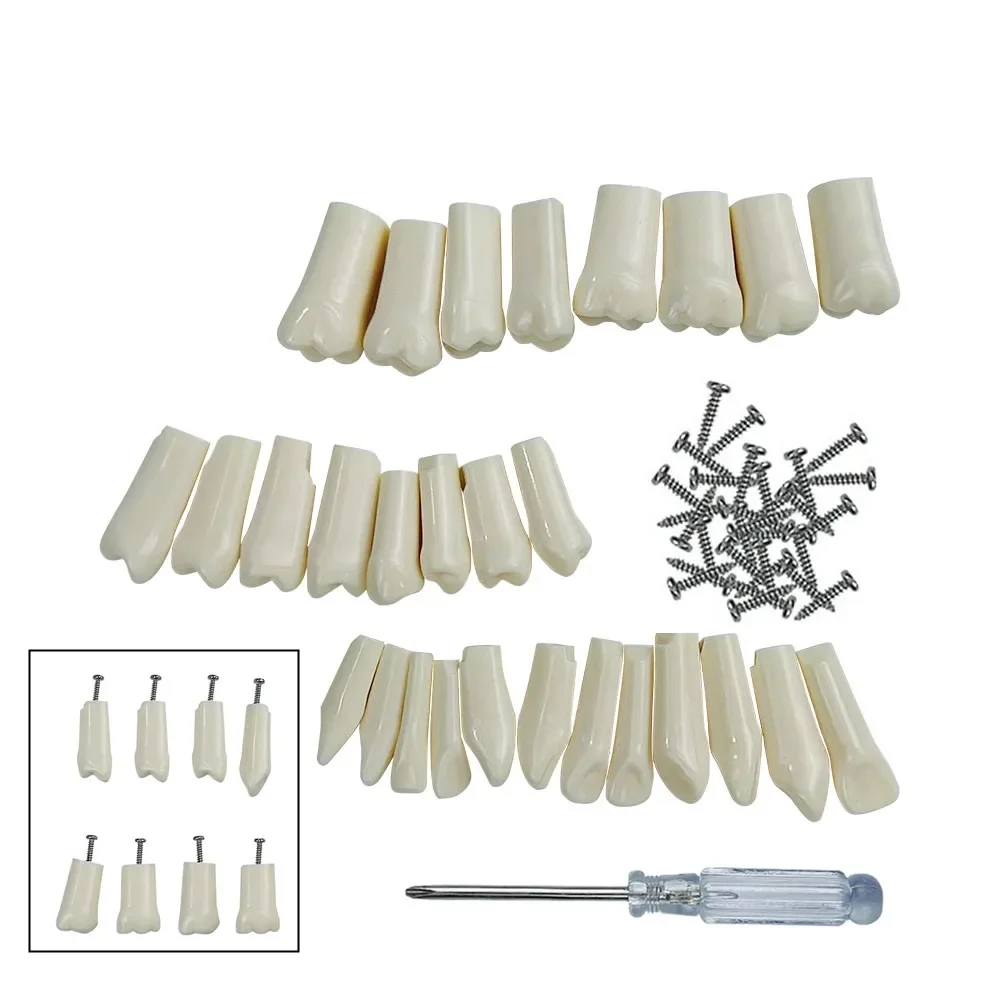 modèle de dents pour technicien dentaire, formation à la pratique et à l'étude, fe/dp, dents fuchsia, gomme molle, 28/32 dents modèle de dents pour technicien dentaire, formation à la pratique et à l'étude, fe/dp, dents fuchsia, gomme molle, 28/32 dents