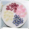 1.5-2 cm/24 pièces, mini pétales de fleurs de Sakura pressés naturels, invitations de mariage à faire soi-même greffe signet carte-cadeau, décoration artistique de pointe d’ongle 1.5-2 cm/24 pièces, mini pétales de fleurs de Sakura pressés naturels, invitations de mariage à faire soi-même greffe signet carte-cadeau, décoration artistique de pointe d’ongle