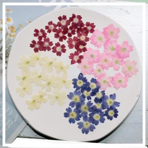 1.5-2 cm/24 pièces, mini pétales de fleurs de Sakura pressés naturels, invitations de mariage à faire soi-même greffe signet carte-cadeau, décoration artistique de pointe d&rsquo;ongle