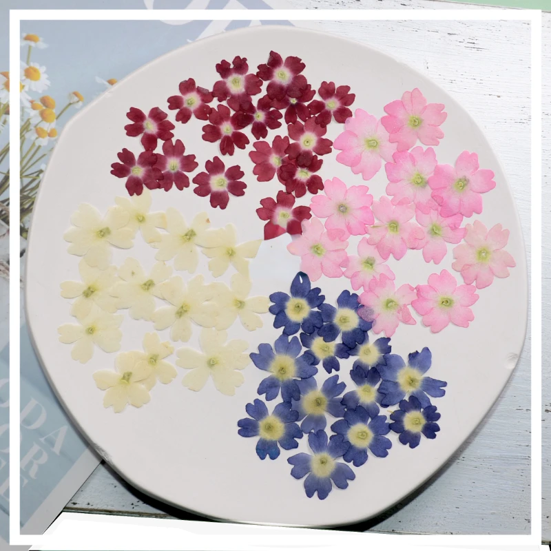 1.5-2 cm/24 pièces, mini pétales de fleurs de Sakura pressés naturels, invitations de mariage à faire soi-même greffe signet carte-cadeau, décoration artistique de pointe d’ongle 1.5-2 cm/24 pièces, mini pétales de fleurs de Sakura pressés naturels, invitations de mariage à faire soi-même greffe signet carte-cadeau, décoration artistique de pointe d’ongle