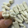 modèle de dents dentaires pour technicien dentaire, entraînement dentaire parfait, préparation à la pratique, 32 pièces, ag 3 fit