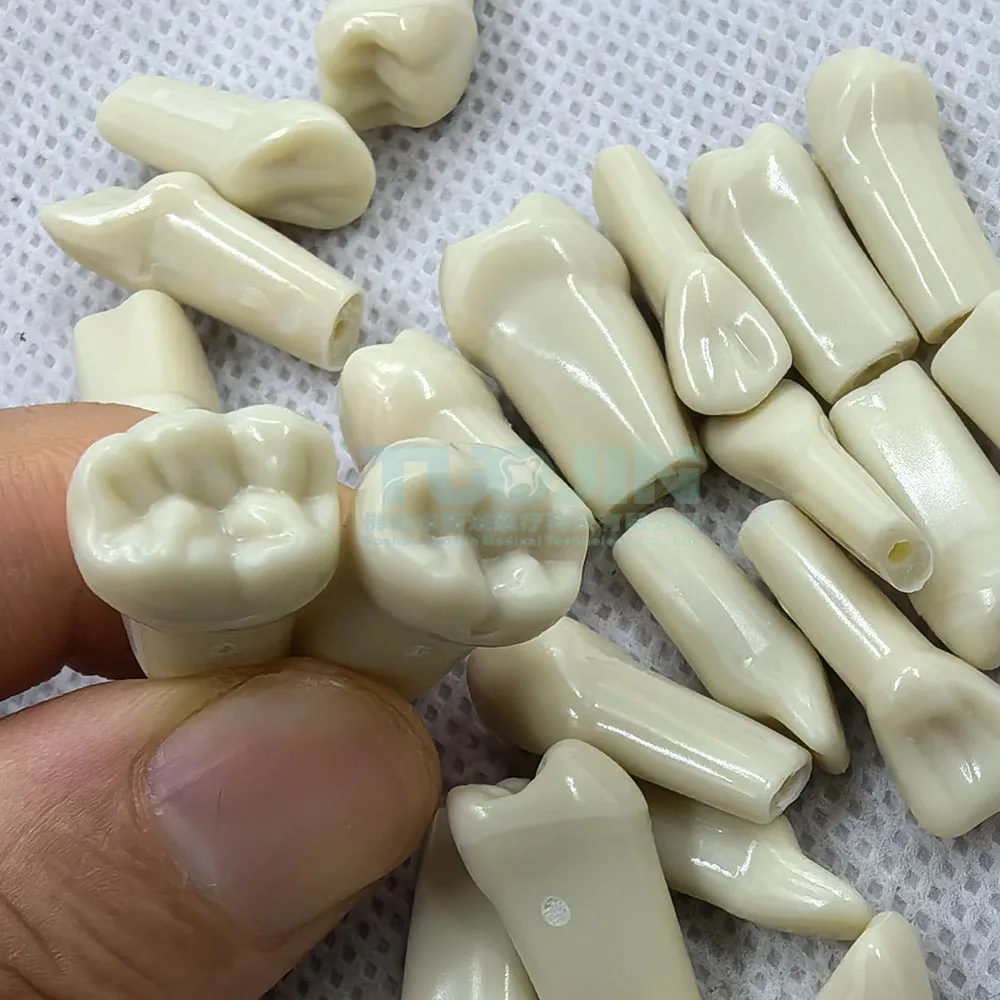 modèle de dents dentaires pour technicien dentaire, entraînement dentaire parfait, préparation à la pratique, 32 pièces, ag 3 fit modèle de dents dentaires pour technicien dentaire, entraînement dentaire parfait, préparation à la pratique, 32 pièces, ag 3 fit