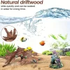 décor d'aquarium en bois flotté naturel 10 15cm ornement d'aquarium en bois de qualité supérieure, paysage en bois authentique pour les environnements aquatiques