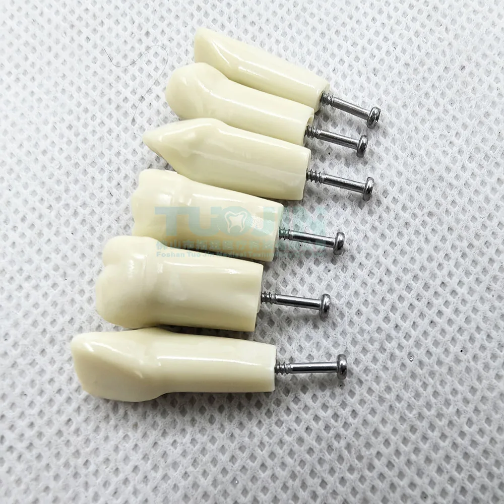 modèle de dents dentaires pour technicien dentaire, entraînement dentaire parfait, préparation à la pratique, 32 pièces, ag 3 fit modèle de dents dentaires pour technicien dentaire, entraînement dentaire parfait, préparation à la pratique, 32 pièces, ag 3 fit