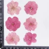plantes de fleurs de sakura séchées pmurcia, herbier pour élection, bijoux en résine xy, maquillage pour le visage, bougie bricolage, 12 pièces, 3 4cm