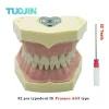 modèle de dents dentaires pour technicien dentaire, entraînement dentaire parfait, préparation à la pratique, 32 pièces, ag 3 fit