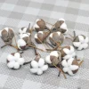 fleurs naturelles séchées en coton Él, kapok pour salle de mariage, fournitures de décoration de pâques, bouquet de couronne bricolage, boîte cadeau