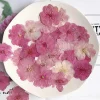 plantes de fleurs de sakura séchées pmurcia, herbier pour élection, bijoux en résine xy, maquillage pour le visage, bougie bricolage, 12 pièces, 3 4cm