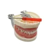 28/32 typodont modèle de dents standard technicien dentaire pratique formation mâchoire modèle dentaire modèle d'enseignement des dents avec gomme souple