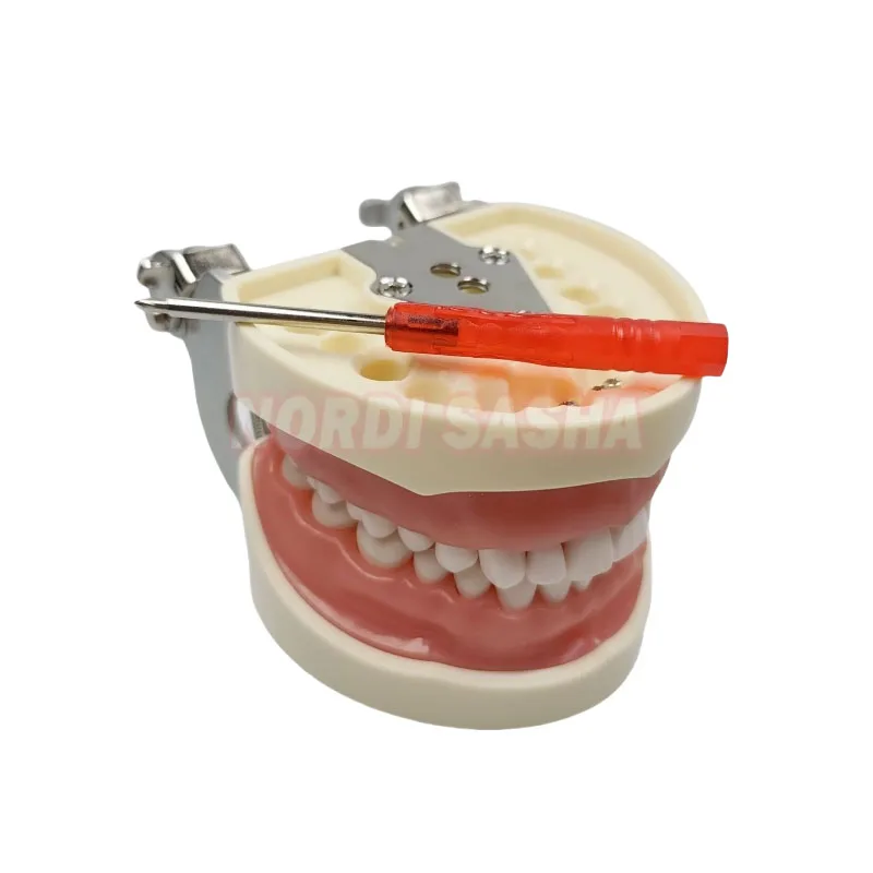 28/32 typodont modèle de dents standard technicien dentaire pratique formation mâchoire modèle dentaire modèle d'enseignement des dents avec gomme souple 28/32 typodont modèle de dents standard technicien dentaire pratique formation mâchoire modèle dentaire modèle d'enseignement des dents avec gomme souple