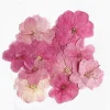 plantes de fleurs de sakura séchées pmurcia, herbier pour élection, bijoux en résine xy, maquillage pour le visage, bougie bricolage, 12 pièces, 3 4cm