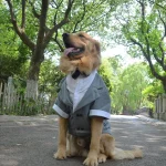 Costume de smoking formel avec nœud papillon noir pour chiens, Costume pour animaux de compagnie, vêtements de mariage, grands, moyens, petits chiens, chat