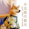 adorable robe kimono en brocart pour animaux de compagnie, robe de style japonais pour animaux de compagnie, motif floral avec nœud papillon, costume pour chiens et chats
