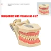 modèle de dents dentaires pour technicien dentaire, entraînement dentaire parfait, préparation à la pratique, 32 pièces, ag 3 fit