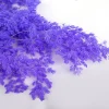 penglai – fleurs séchées naturelles, pin éternel, pour décoration de maison nordique, bouquet floral ming fern, plantes ornementales